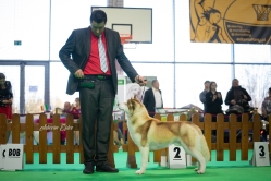 Wystawa Shelby Międzynarodowa Kielce 30.11.2024